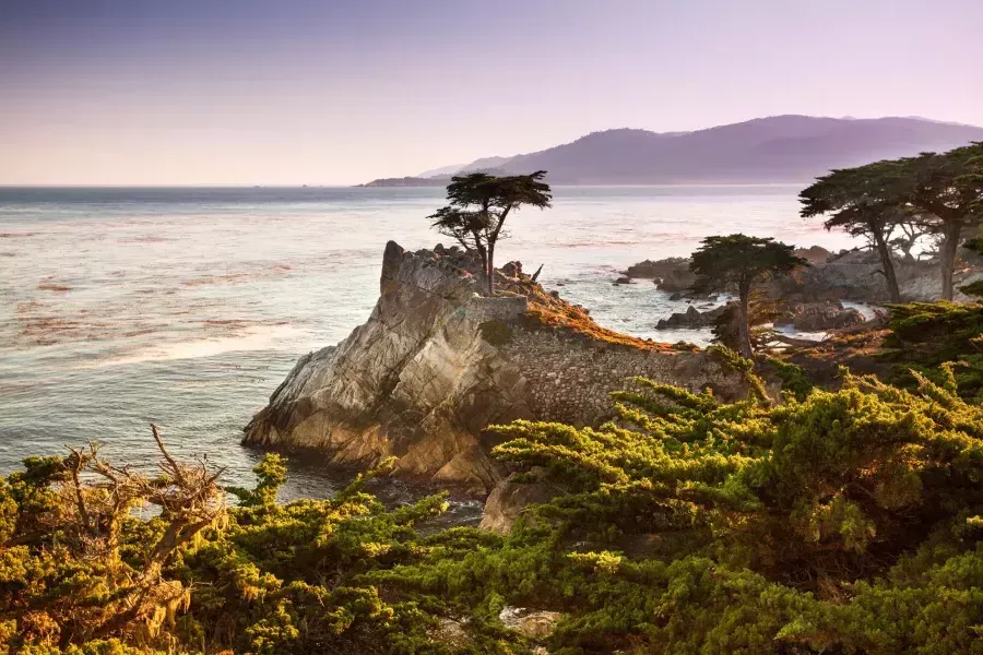 lone cypress tree is pictured on peninsula surrounded by Pacific Ocean and coastal foliage.